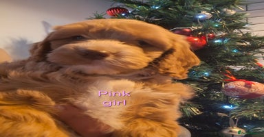 Cockapoo dogs - Advert 5