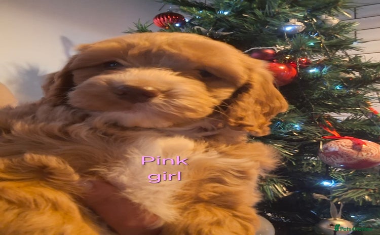 Cockapoo dogs - Advert 2