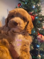 Cockapoo dogs - Advert 5