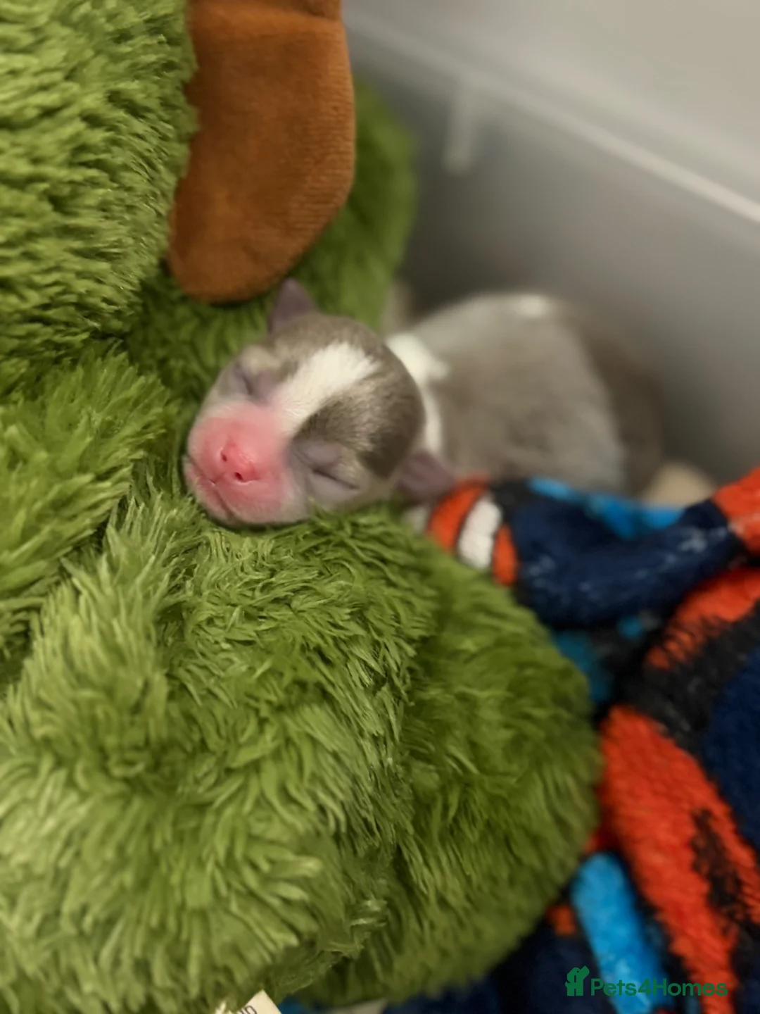 Chihuahua dogs for sale: Lilac Parti & choc tan parti Chihuahuas  - Advert 2