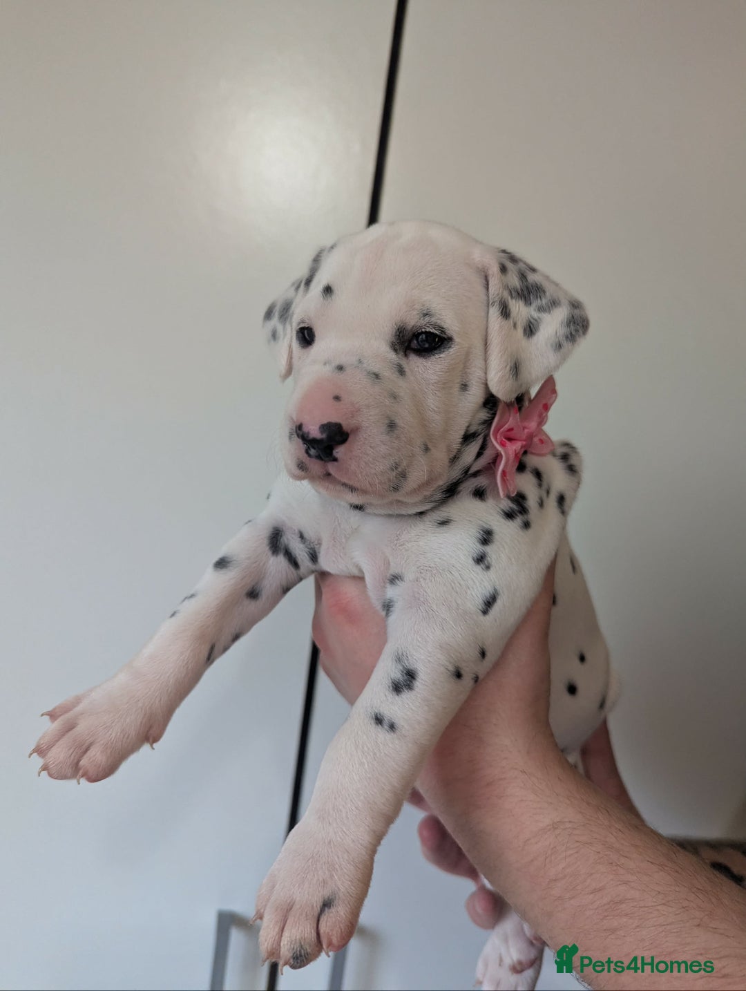 Dalmatian dogs for sale: Beautiful litter of 6 Dalmatian Puppies - Advert 11