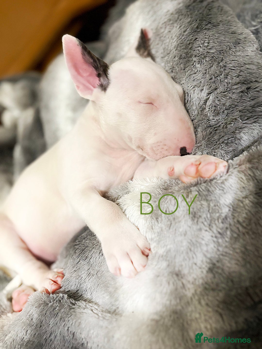 English Bull Terrier dogs for sale: ⭐️Ready Now ⭐️KC Champion EBT Pups ⭐️ - Advert 25