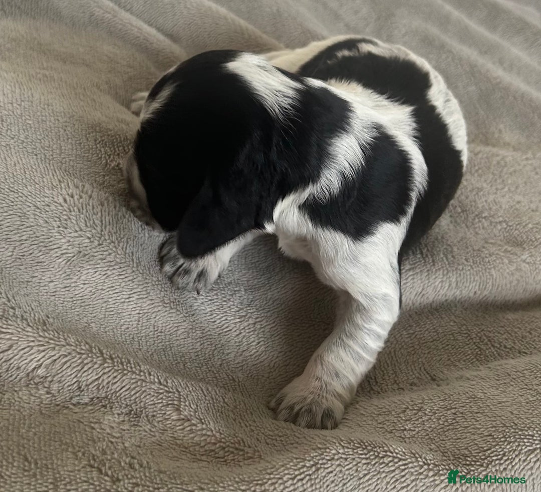 Cocker Spaniel dogs for sale: Blue roan cocker spaniels  - Image 20