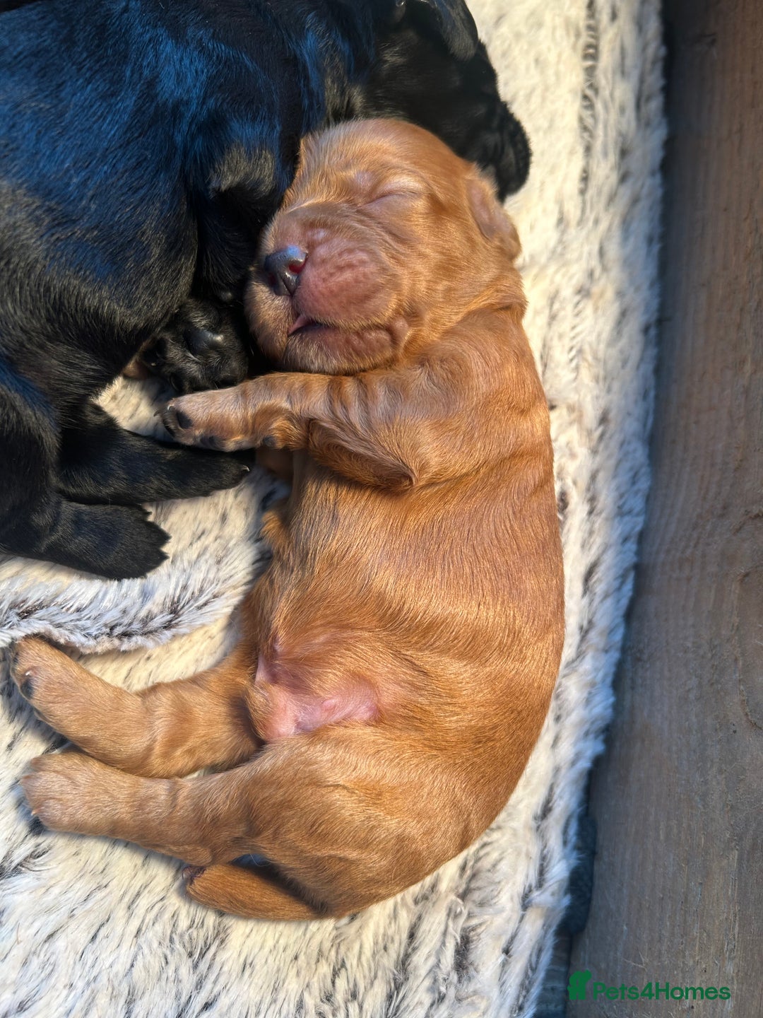 Cocker Spaniel dogs for sale: Working Cocker Spaniel  - Image 3