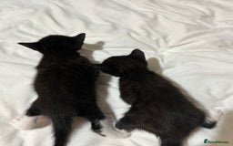 British Shorthair cats for sale: Beautiful Tuxedo kittens  - Advert 8