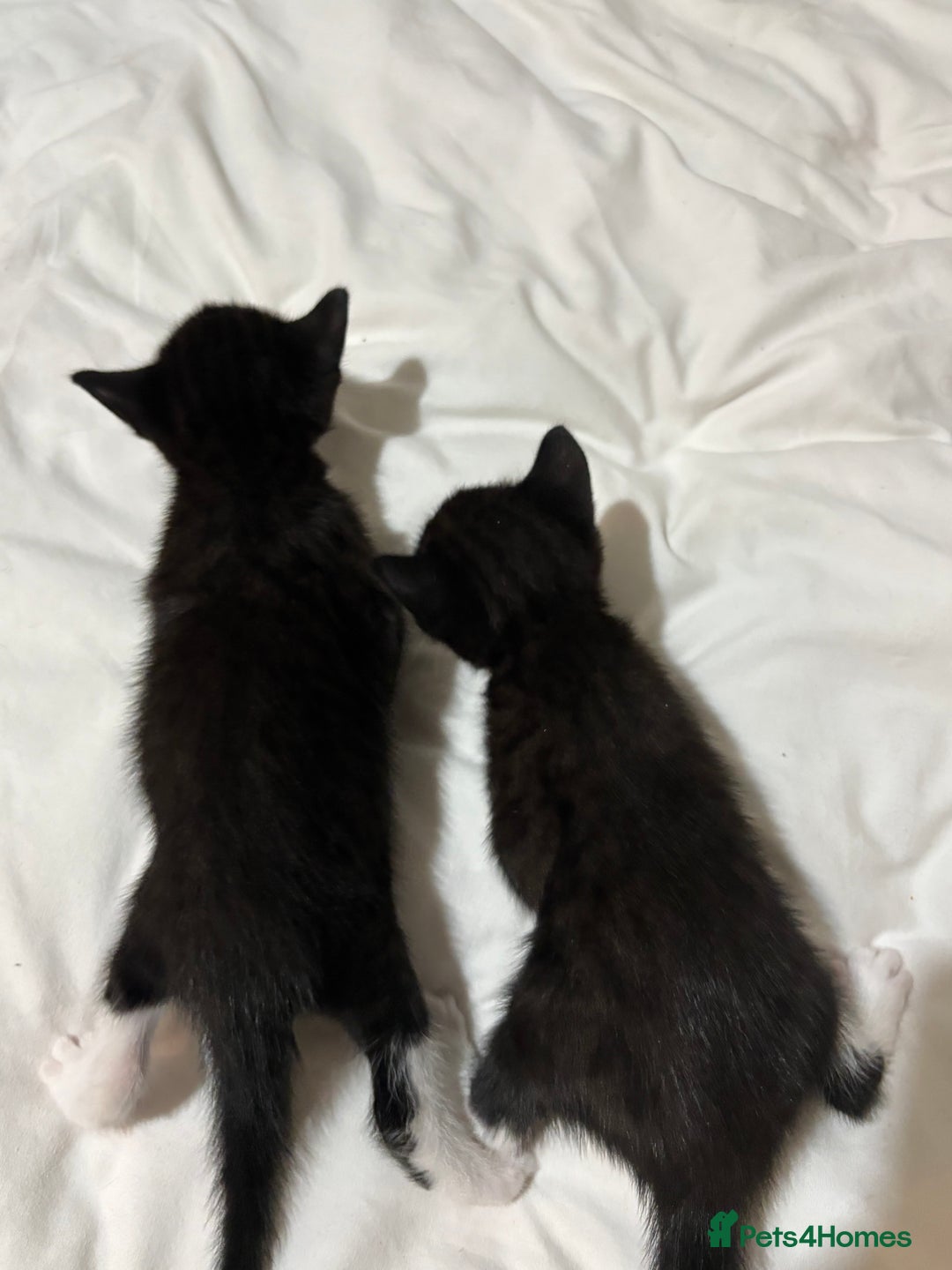 British Shorthair cats for sale: Beautiful Tuxedo kittens  - Advert 8