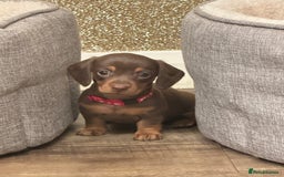 Miniature Dachshund dogs for sale: KC reg miniature dachshunds long and short coated  - Image 2