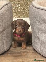 Miniature Dachshund dogs - Advert 1