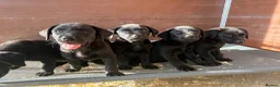 Labrador Retriever dogs for sale: Hereditary clear puppies, absolute beautiful   in Newport - Advert 4