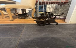 Mixed Breed cats for sale: Beautiful Kittens Ready now  - Image 5