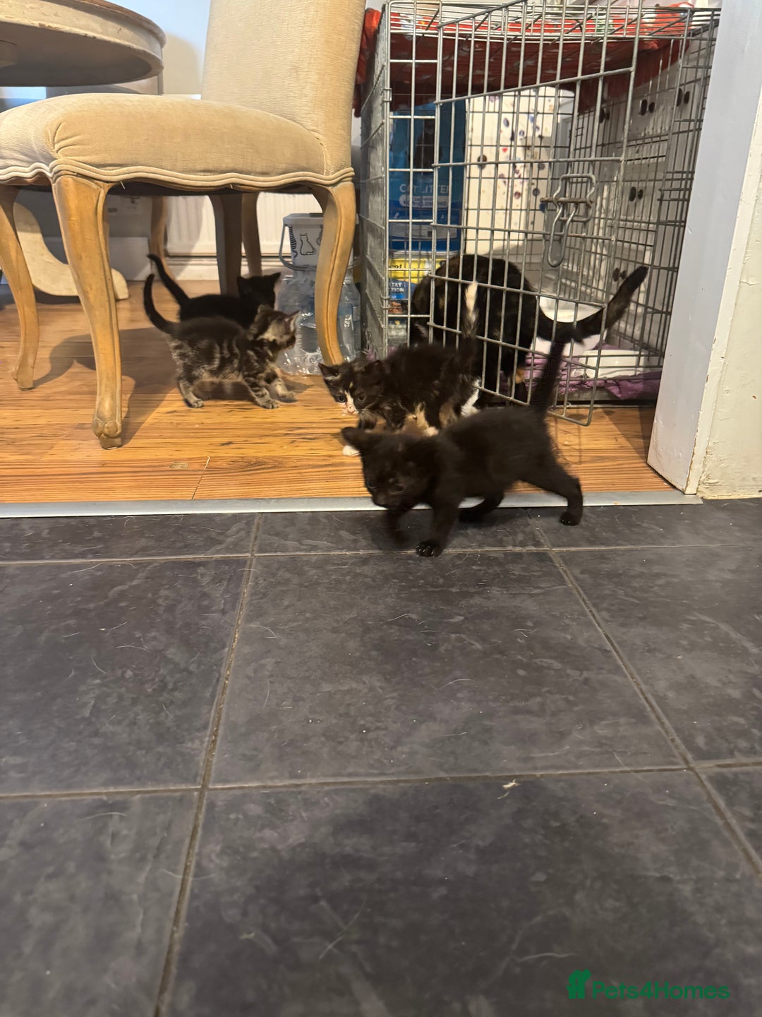 Mixed Breed cats for sale: Beautiful Kittens Ready now  - Image 5