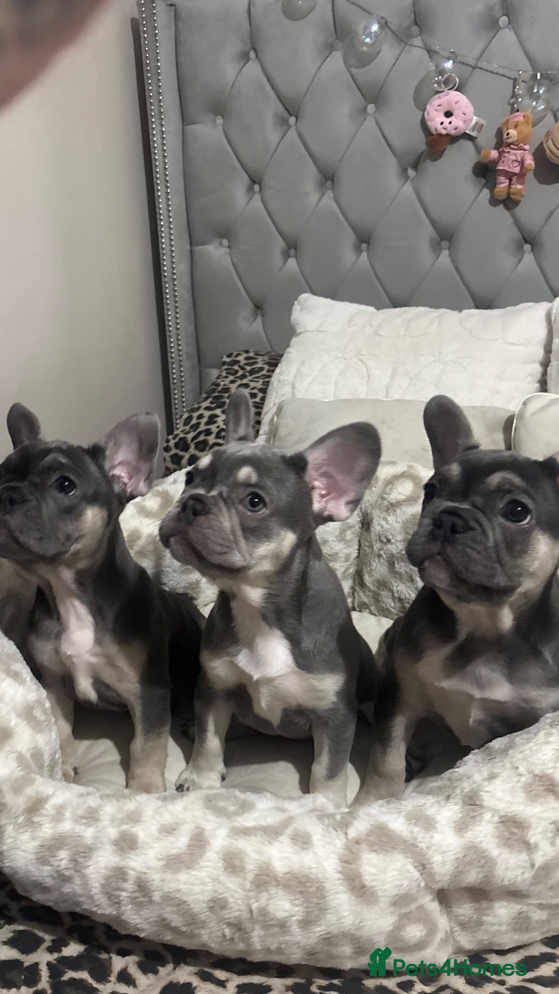 French Bulldog dogs blue male and female french bulldog puppies - Advert 1