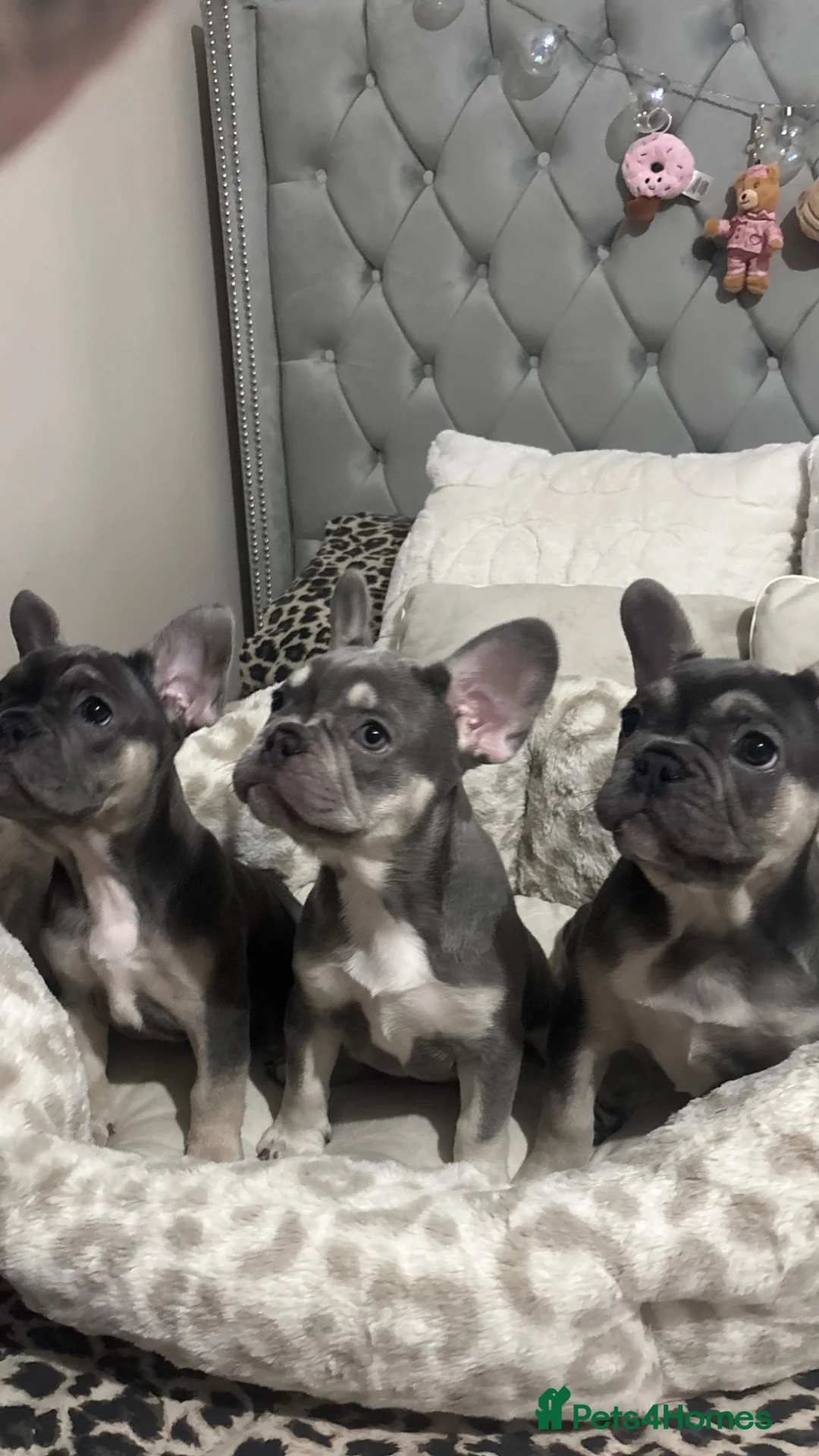 French Bulldog dogs for sale: blue male and female french bulldog puppies - Advert 1