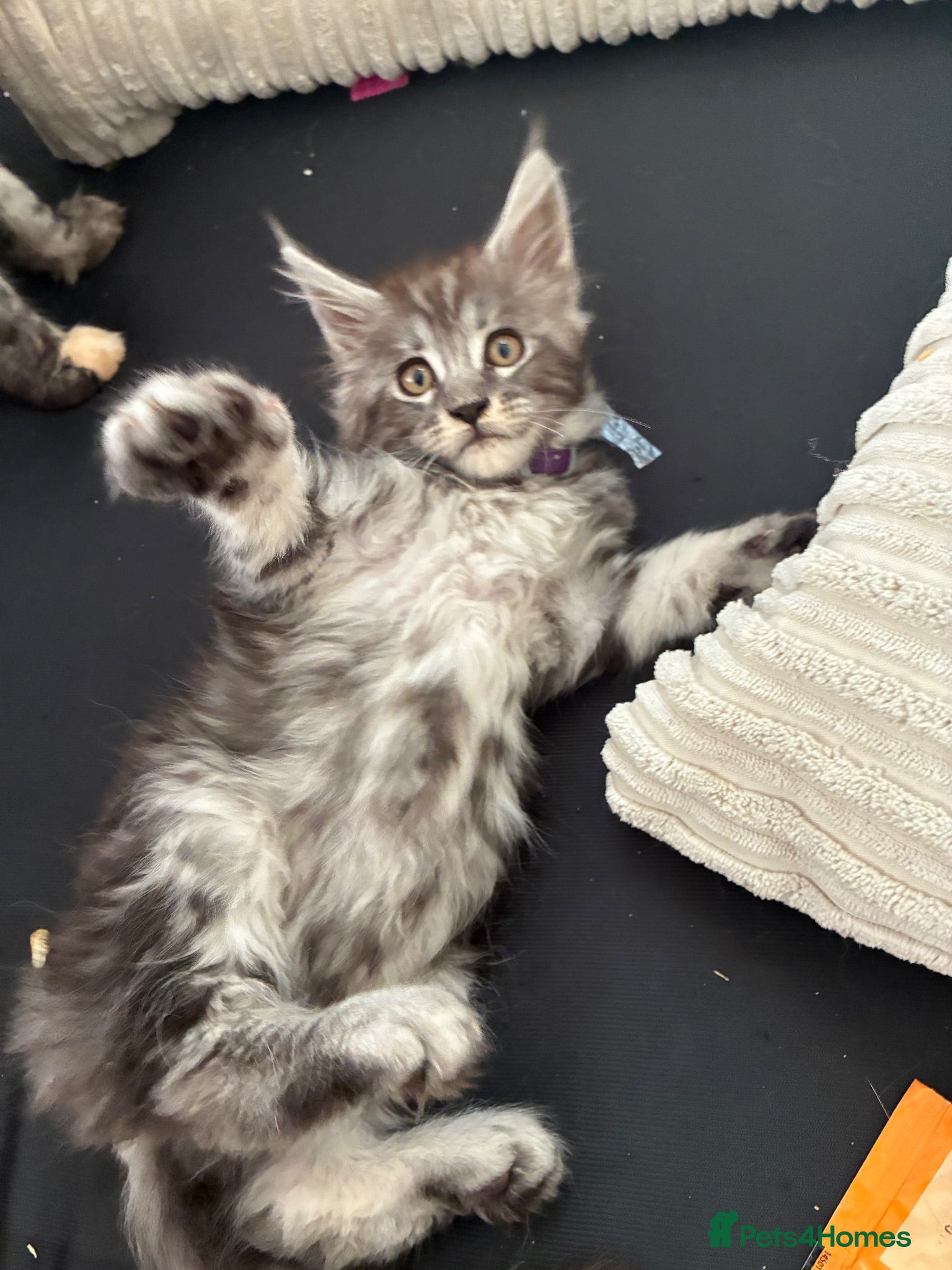 Maine Coon cats Maine coon kittens  - Advert 6