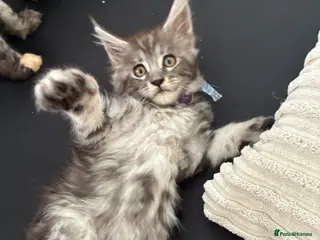 Maine Coon cats Maine coon kittens - Advert 6