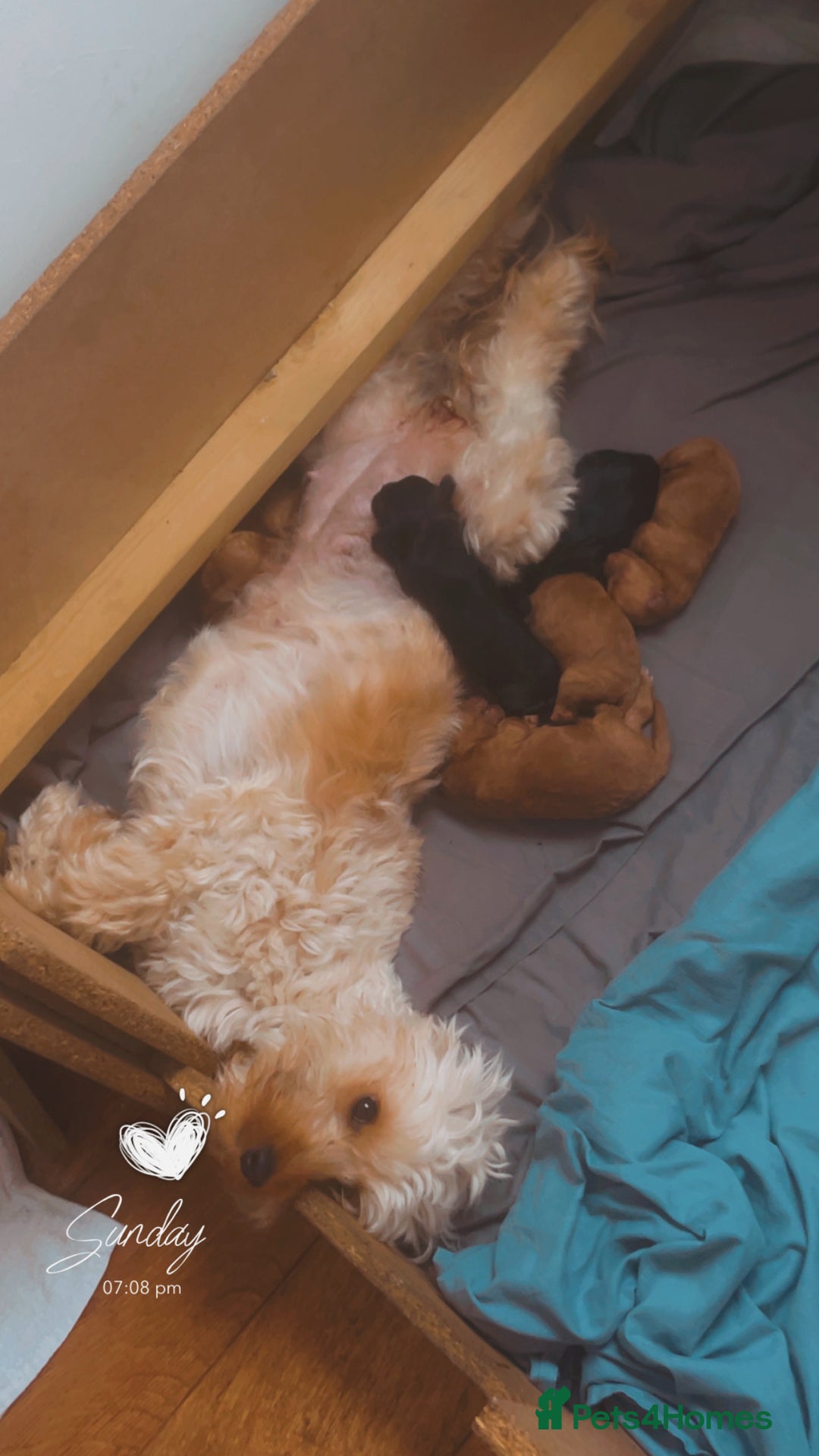 Cockapoo dogs for sale: 4 beautiful cockapoo puppies - Image 6