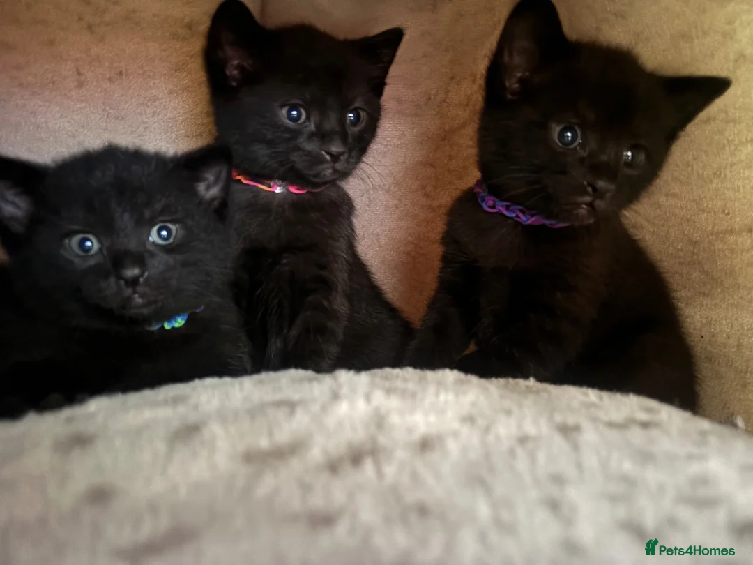 Mixed Breed cats for sale: Black kittens in Taunton - Advert 2