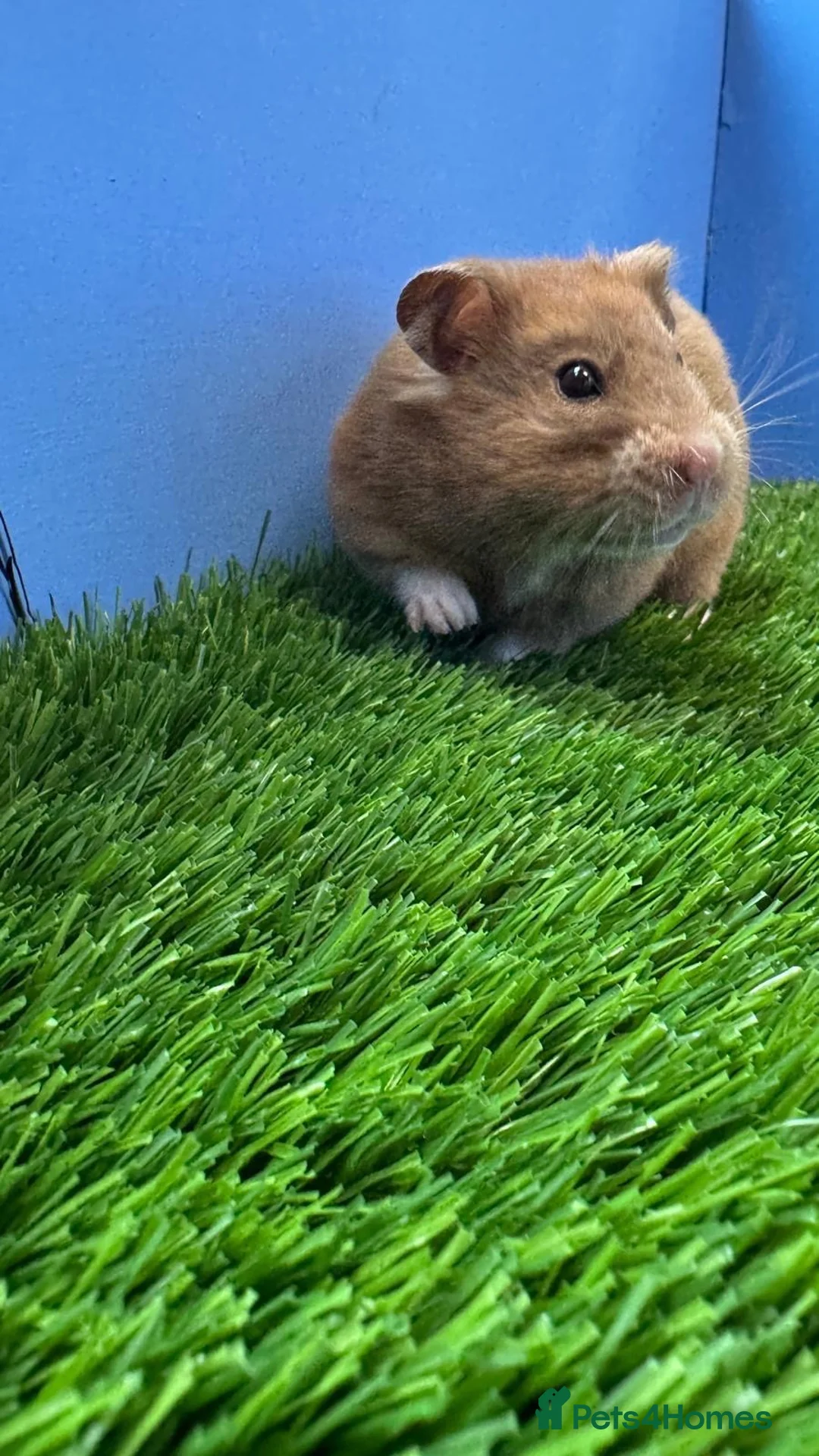 Hamster rodents for sale: Syrian Hamster Female Very Sweet  - Advert 2