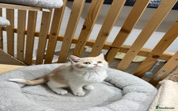 British Shorthair cats for sale: Adorable GCCF registered BSH kittens - Image 7
