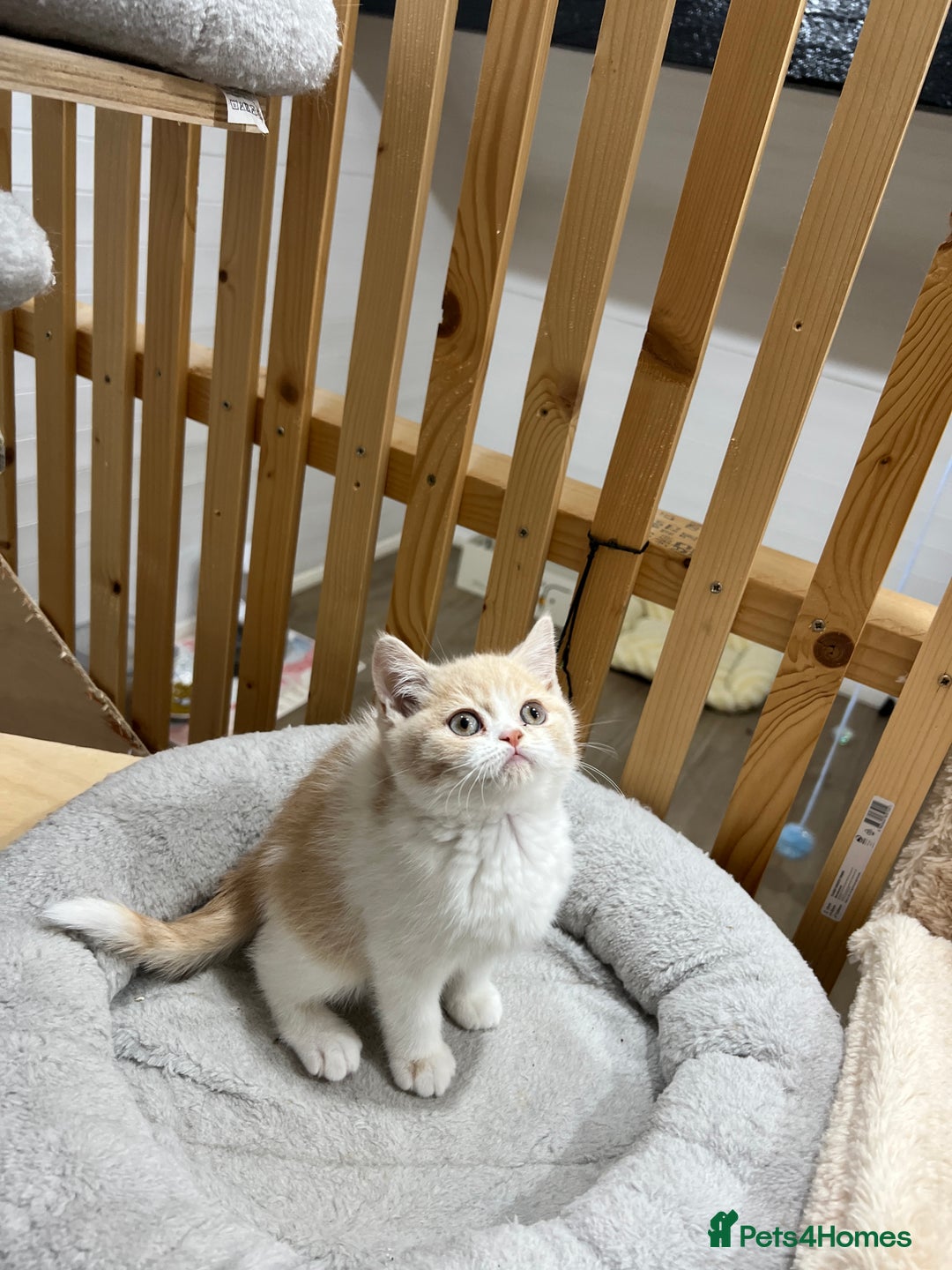 British Shorthair cats for sale: Adorable GCCF registered BSH kittens - Image 7
