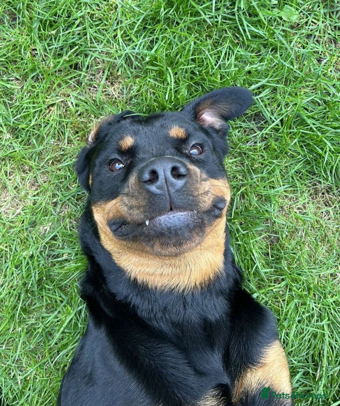 Rottweiler dogs for sale: Female Rottweiler  - Image 4