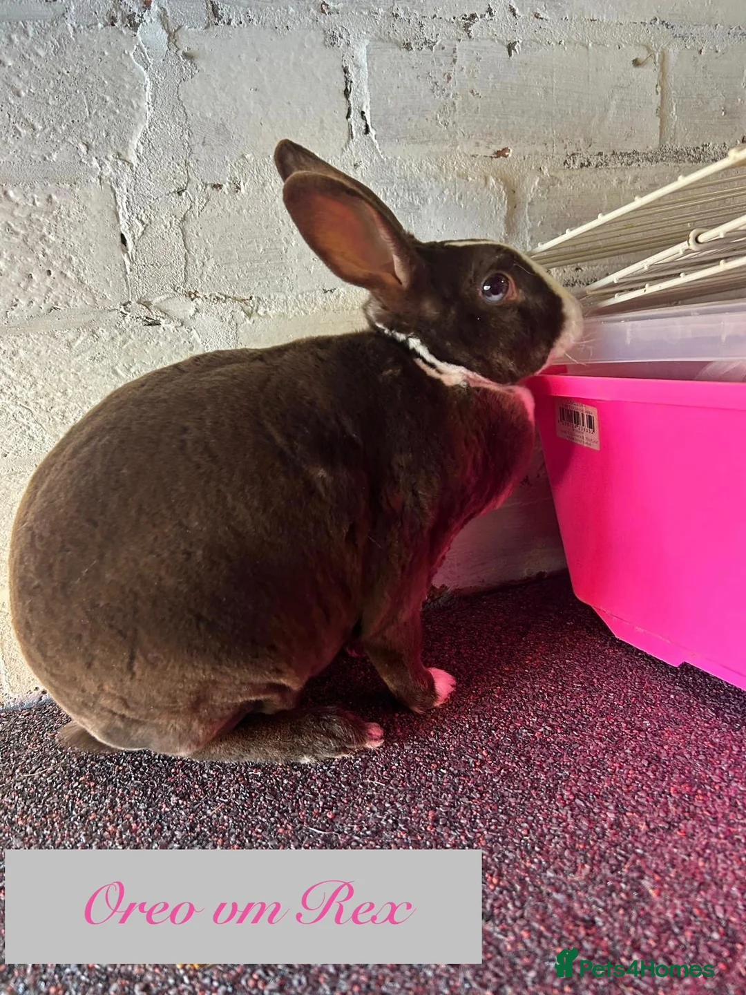 Mixed Breed rabbits for sale: Rabbits for homes  - Advert 9