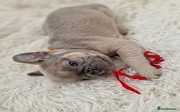 French Bulldog dogs for sale: Rosie litter  - Image 19