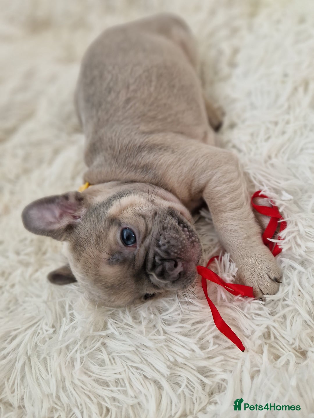 French Bulldog dogs for sale: Rosie litter  - Image 19