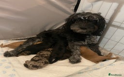 Cockapoo dogs for sale: Cockapoo puppies for sale - Advert 8