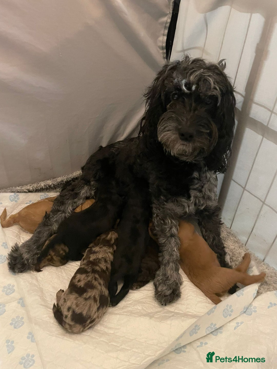 Cockapoo dogs for sale: Cockapoo puppies for sale - Advert 8