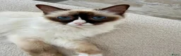 Ragdoll cats for sale: Unspayed Female Ragdoll 2yrs old in Chelmsford - Advert 3