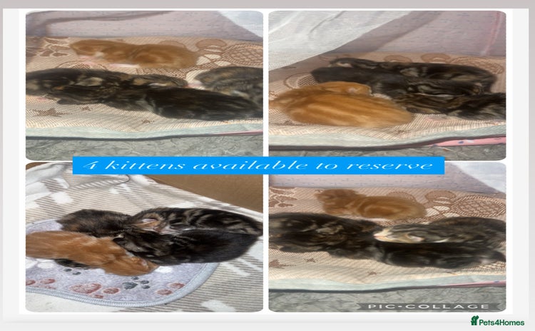 Mixed Breed cats - Advert 1