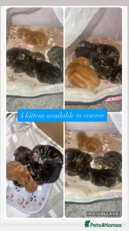 Mixed Breed cats - Advert 1