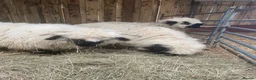 Sheep livestock for sale: VALAIS BLACKNOSE WETHER LAMBS £100 EACH - Advert 2