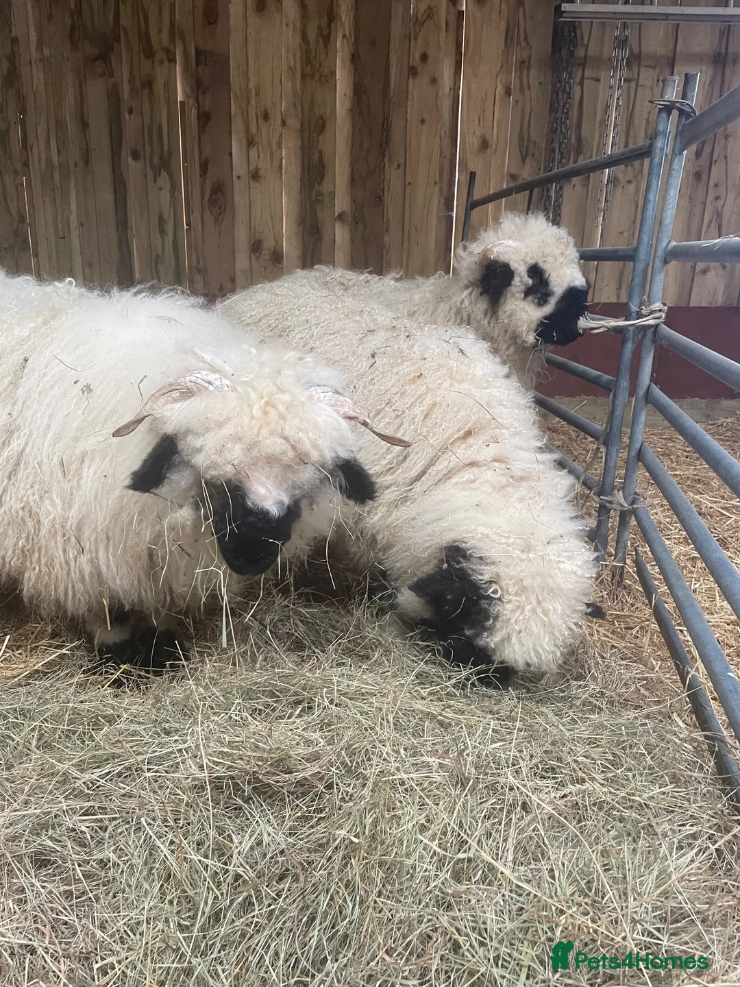 Sheep livestock for sale: VALAIS BLACKNOSE WETHER LAMBS £100 EACH - Advert 2