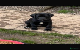 Springador dogs for sale: Springador last dog pup left  - Image 20