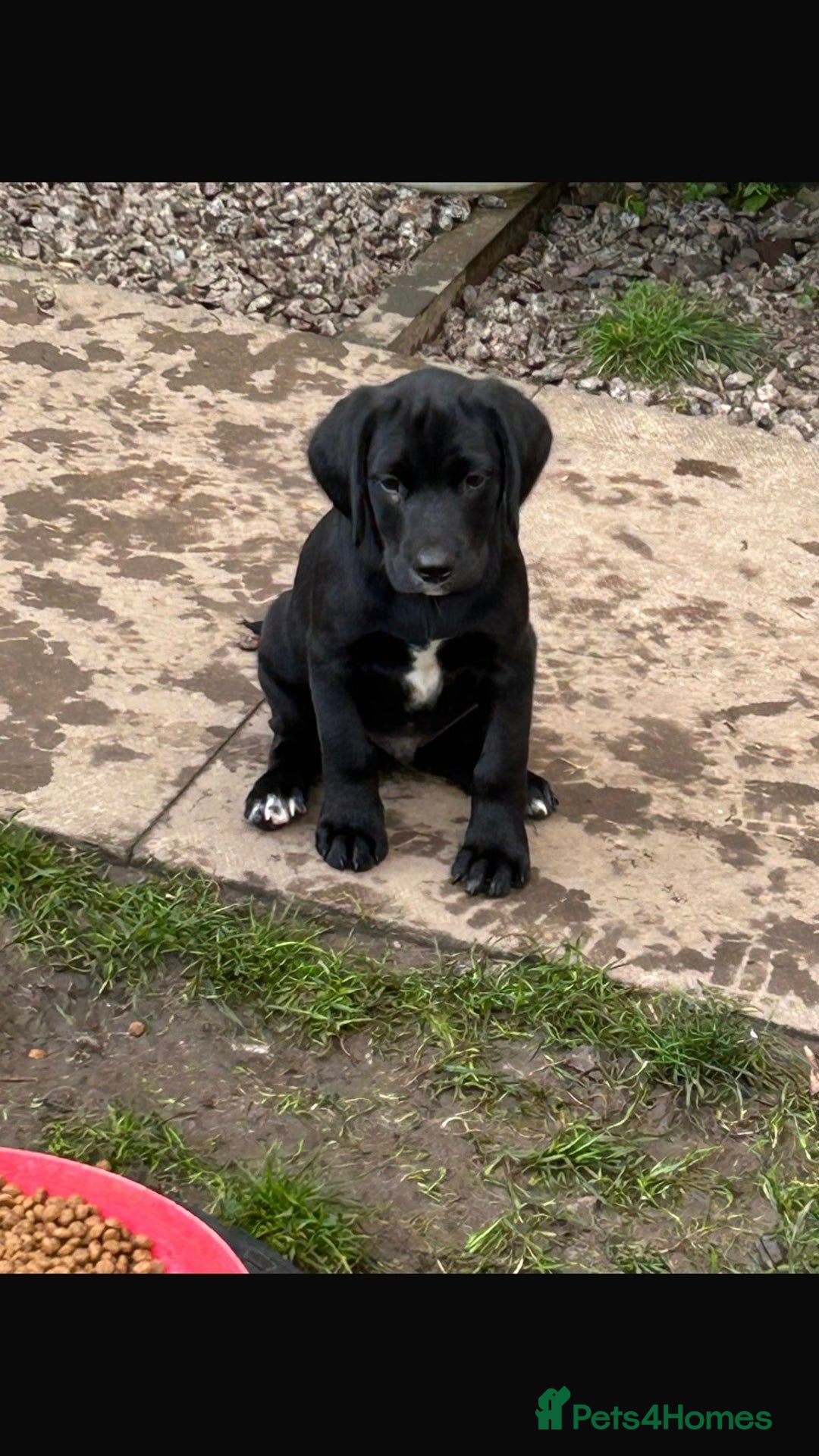 Springador dogs for sale: Springador last dog pup left  - Image 20