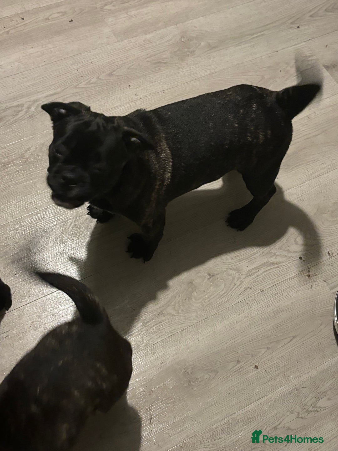 Frug dogs for sale: 2 Male Frugs left. Available now! - Advert 1