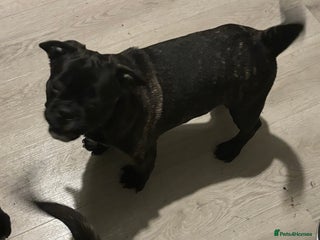 Frug dogs 4 Male Frugs, Available now! - Advert 10