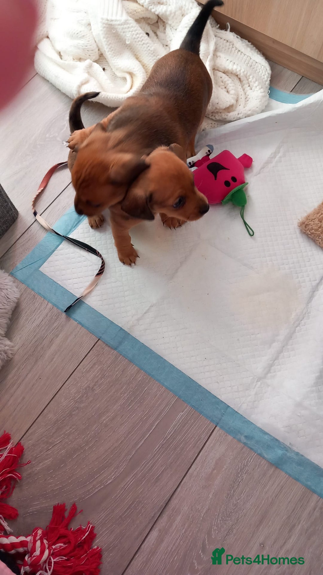 Chiweenie dogs for sale: Two beautiful puppy’s male - Advert 5