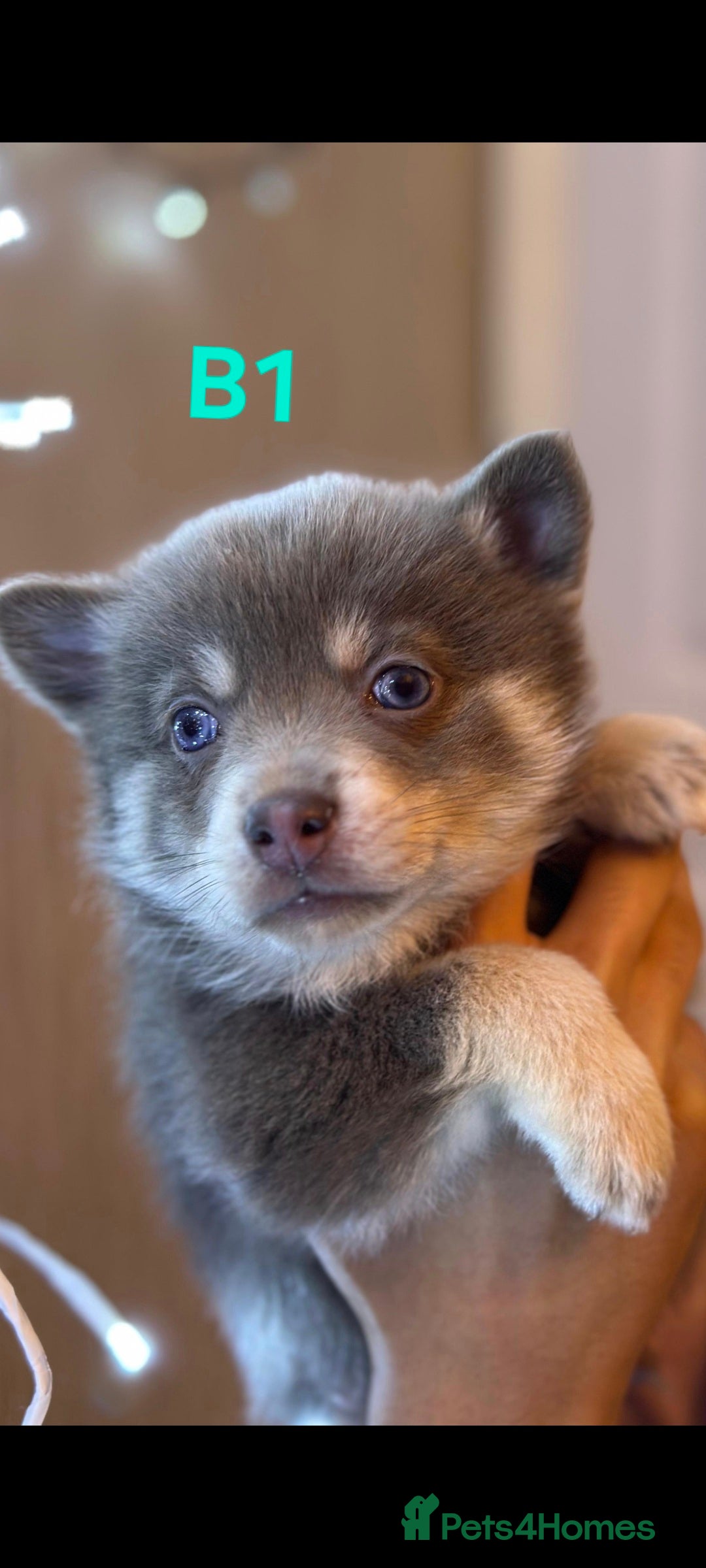 Pomsky dogs for sale: Blue Eyed F4 Toy Pomskies - Advert 20