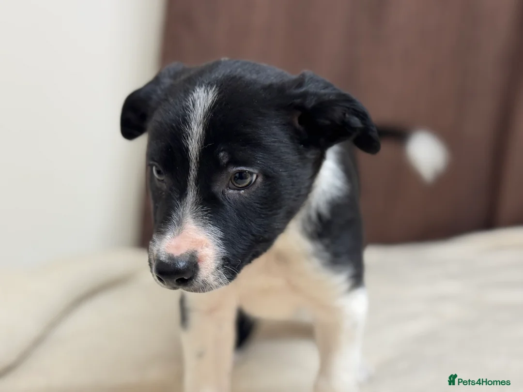 Border Collie dogs for sale: Border Collie Puppies (Sold) - Advert 10