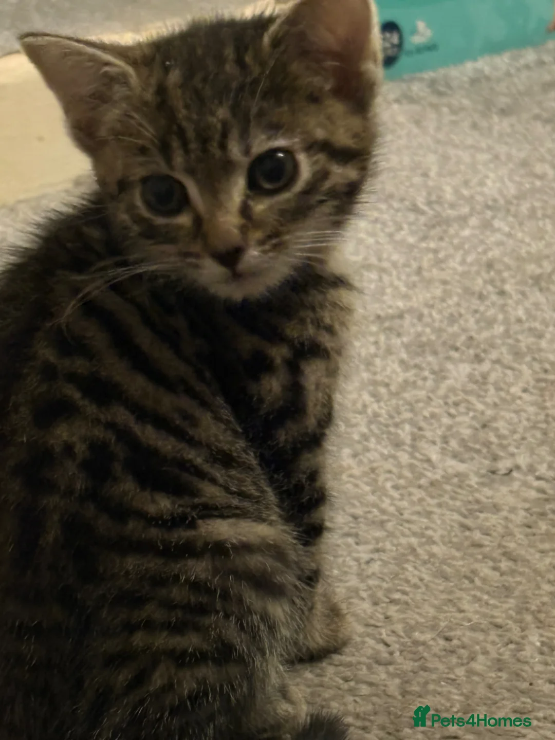 Mixed Breed cats for sale: Kittens for sale  in Bargoed - Advert 1