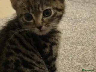 Mixed Breed cats Kittens for sale - Advert 7