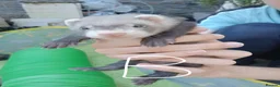 Ferret rodents for sale: Ferret kits Cinnamons also browns available  - Advert 16