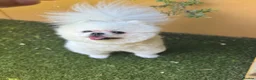 Pomeranian dogs for stud: pomeranian Looking for Breeding Partner in London - Advert 5