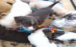 Sprocker dogs for sale: Gorgeous Sprocker x Sproodle pups. - Image 9