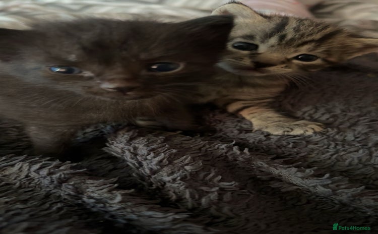 Mixed Breed cats Update 2 left   - Advert 9