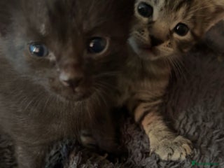 Mixed Breed cats Update 2 left - Advert 9