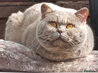 British Shorthair cats in Manchester - Advert 8